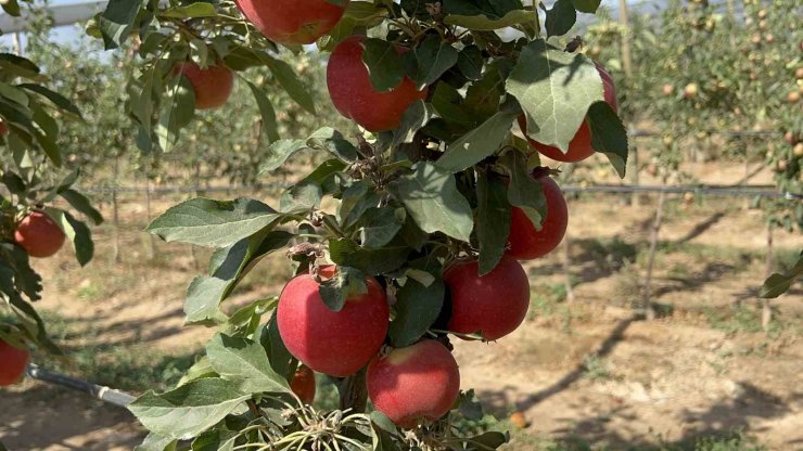 Niğde’de bu yıl 650 bin ton elma rekoltesi bekleniyor