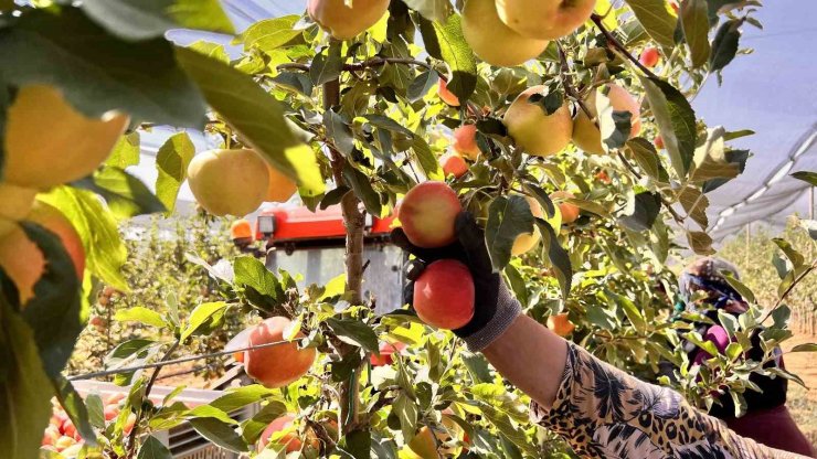 Niğde’de bu yıl 650 bin ton elma rekoltesi bekleniyor