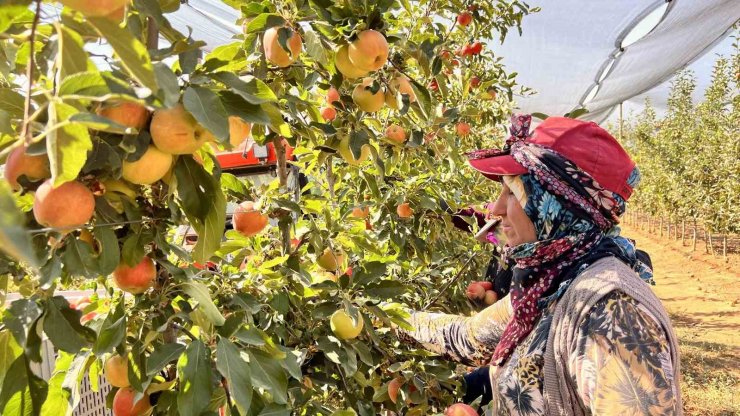 Niğde’de bu yıl 650 bin ton elma rekoltesi bekleniyor