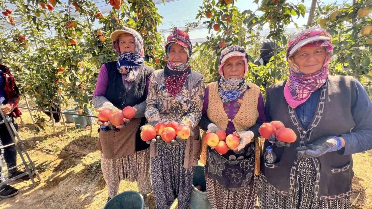 Niğde’de bu yıl 650 bin ton elma rekoltesi bekleniyor