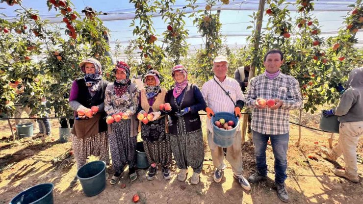 Niğde’de bu yıl 650 bin ton elma rekoltesi bekleniyor