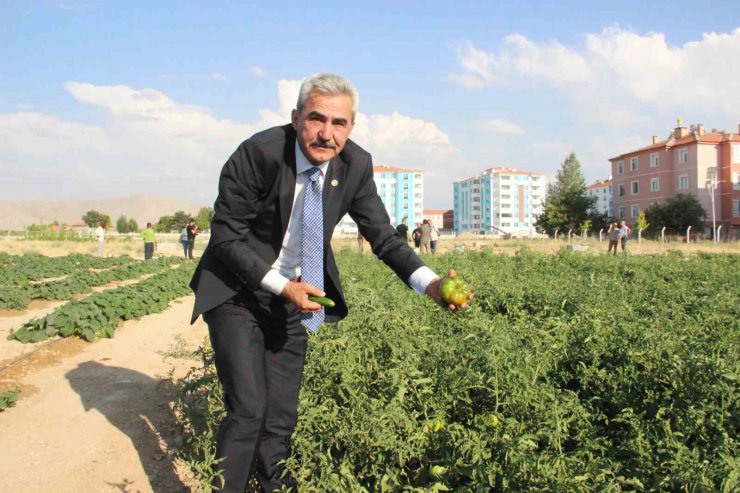 Karaman’ın Ayrancı ilçesinde halk salatalık ve domatesin kilosunu 1 liradan alıyor