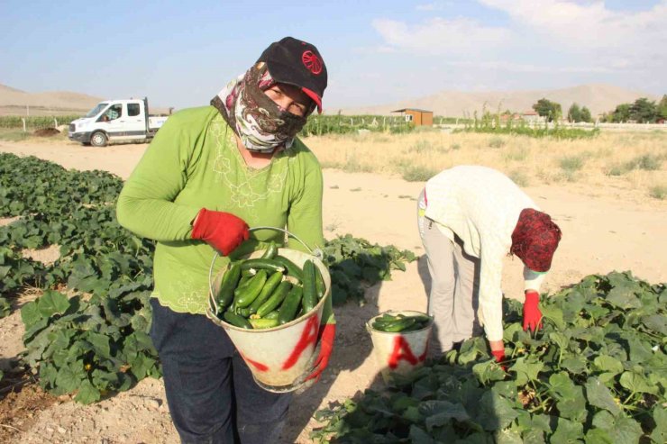 Karaman’ın Ayrancı ilçesinde halk salatalık ve domatesin kilosunu 1 liradan alıyor