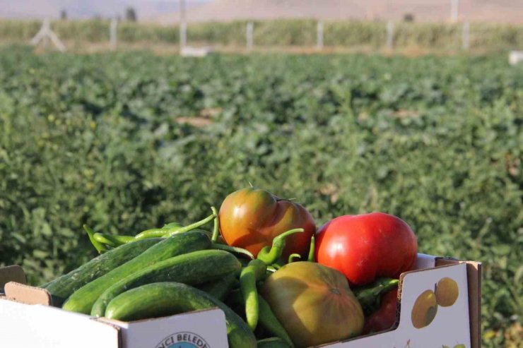 Karaman’ın Ayrancı ilçesinde halk salatalık ve domatesin kilosunu 1 liradan alıyor