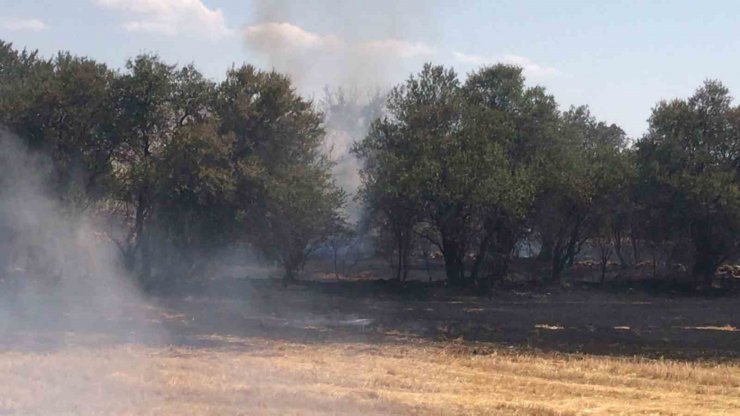 Konya’da arpa ekili tarladaki yangında badem ağaçları zarar gördü