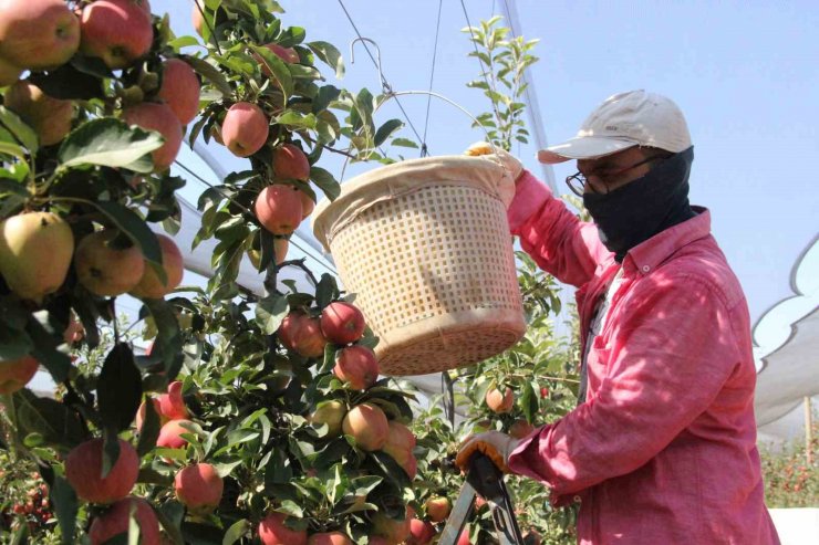 Türkiye’nin elma deposu Karaman’da 55 gün sürecek olan elma hasadı başladı