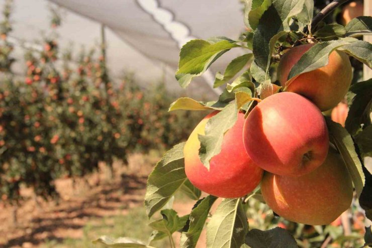 Türkiye’nin elma deposu Karaman’da 55 gün sürecek olan elma hasadı başladı