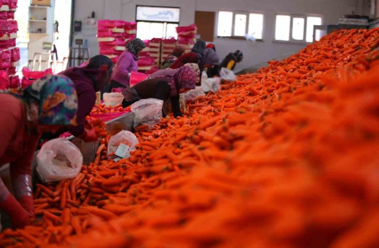 Aromasını Konya Ovasından alan havucun hasadı başladı