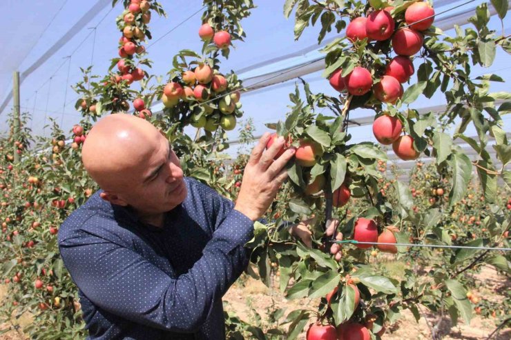 Türkiye’nin elma deposu Karaman’da 55 gün sürecek olan elma hasadı başladı