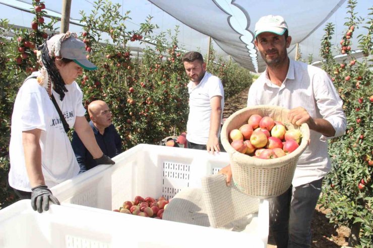 Türkiye’nin elma deposu Karaman’da 55 gün sürecek olan elma hasadı başladı