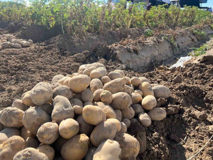 90 çeşit patates fuarda görücüye çıktı