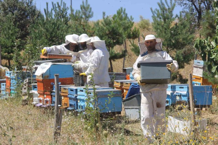 Bal üretiminde zirvede yer alan Sivas’ta rekolte düştü