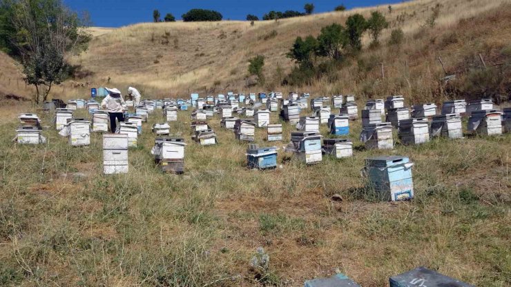 Yozgat’ta ‘tatlı’ telaş bir ay geç başladı