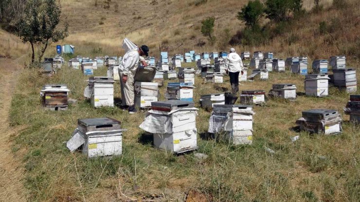 Yozgat’ta ‘tatlı’ telaş bir ay geç başladı