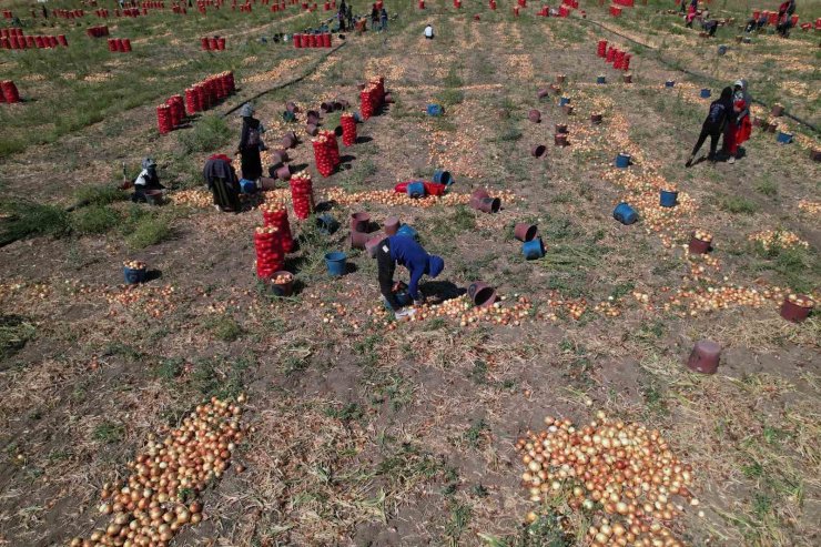 Soğanın başkenti Polatlı’da yazlık sökümünde sona gelindi