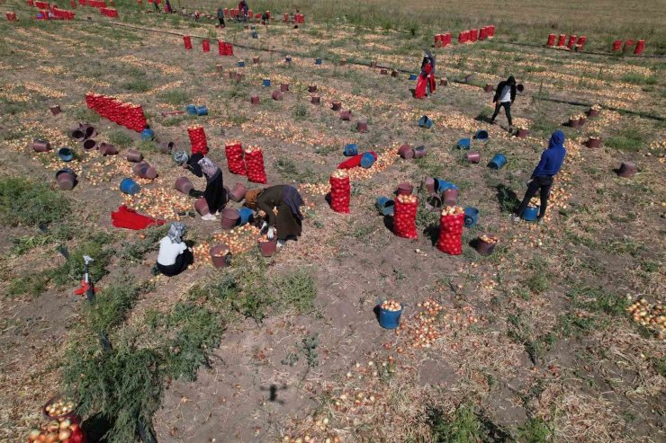 Soğanın başkenti Polatlı’da yazlık sökümünde sona gelindi