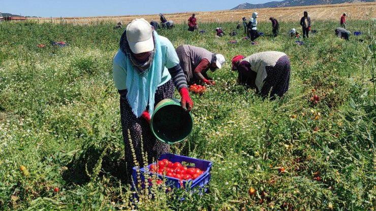 Yozgat’ta kurutulmak için serilen domatesler tarlaları kırmızıya bürüdü