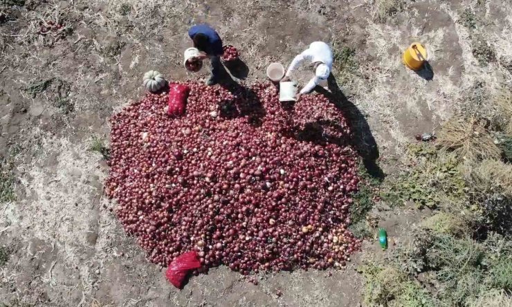 Coğrafi işaretli ’Kılıçlar soğanı’nın hasadı başladı