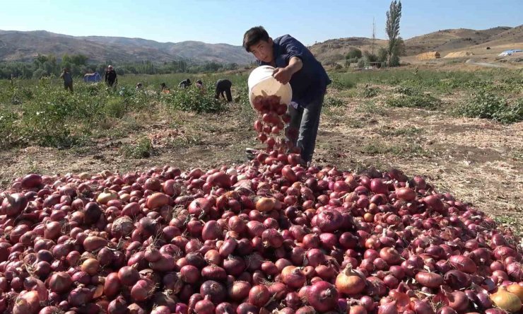 Coğrafi işaretli ’Kılıçlar soğanı’nın hasadı başladı