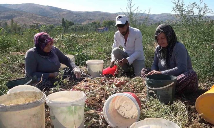 Coğrafi işaretli ’Kılıçlar soğanı’nın hasadı başladı