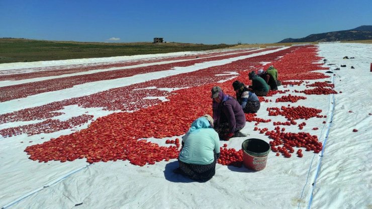 Yozgat’ta kurutulmak için serilen domatesler tarlaları kırmızıya bürüdü