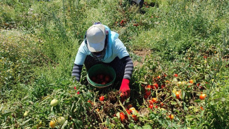 Yozgat’ta kurutulmak için serilen domatesler tarlaları kırmızıya bürüdü