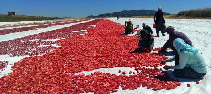 Yozgat’ta kurutulmak için serilen domatesler tarlaları kırmızıya bürüdü