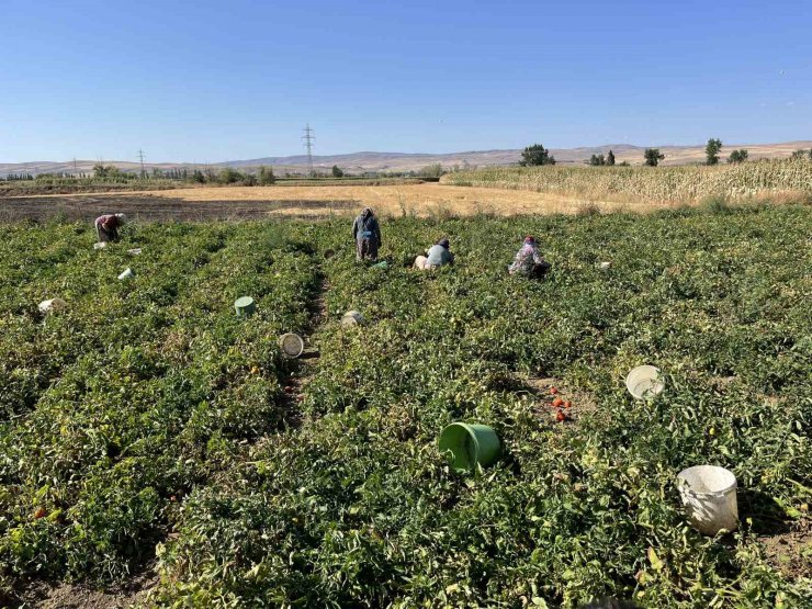 Domatese yağışlar yaradı sıcaklar ise yaktı