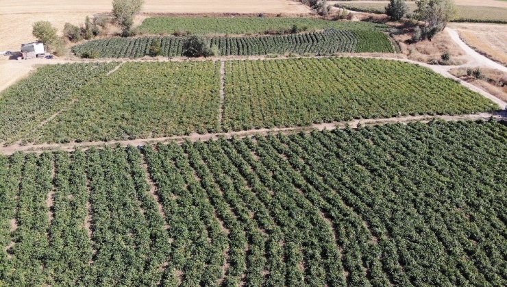 Domatese yağışlar yaradı sıcaklar ise yaktı