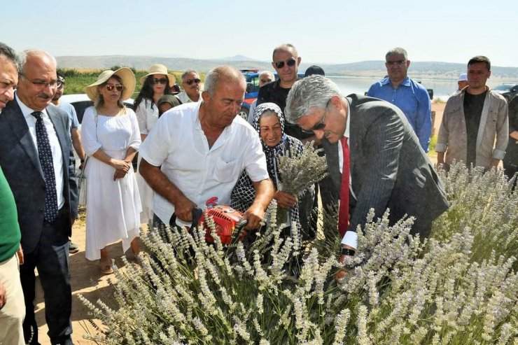 Ekonomisine can kattı: Kadın girişimci devletten aldığı destekle lavanta yetiştiriyor