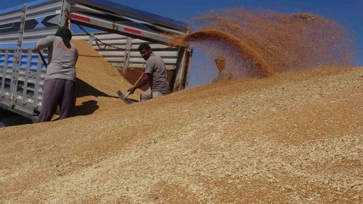 TMO Yozgat genelinde 800 bin ton hububat alımı gerçekleştirdi