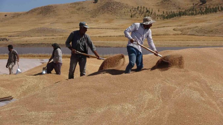 TMO Yozgat genelinde 800 bin ton hububat alımı gerçekleştirdi