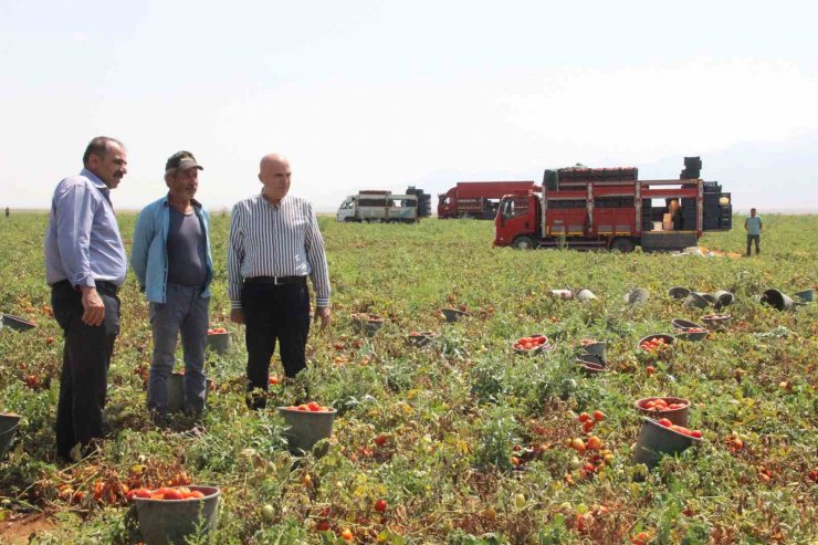 Karaman’da salçalık domates ve biber hasadı başladı