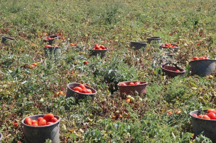 Karaman’da salçalık domates ve biber hasadı başladı