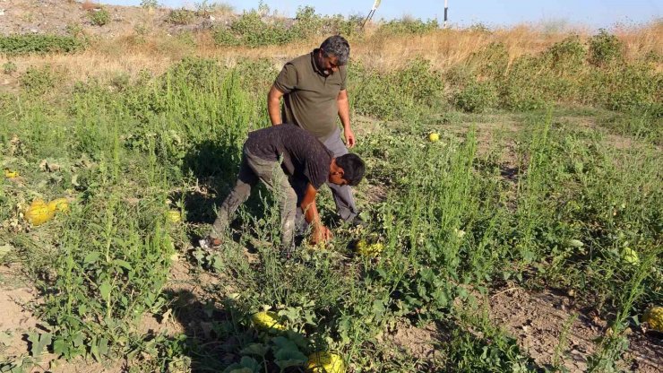 Yozgat’ta kavun ve karpuz hasadı sürüyor