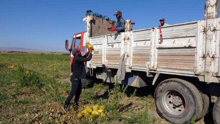 Yozgat’ta kavun ve karpuz hasadı sürüyor