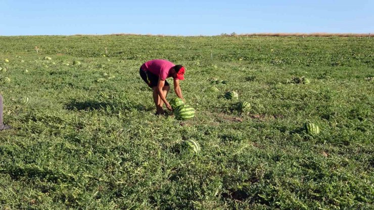 Yozgat’ta kavun ve karpuz hasadı sürüyor