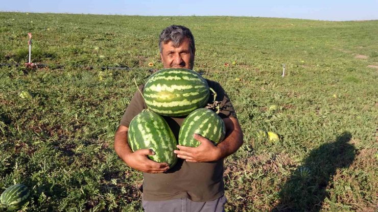 Yozgat’ta kavun ve karpuz hasadı sürüyor