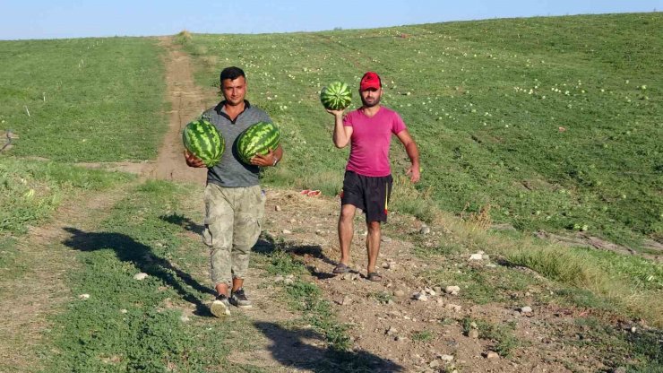 Yozgat’ta kavun ve karpuz hasadı sürüyor