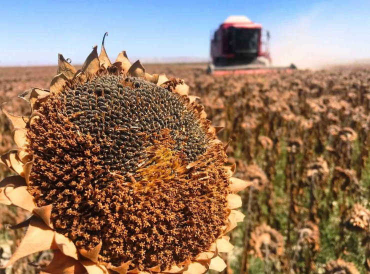 Konya Ovası’nda 640 bin dekarlık alanda ayçiçeği hasadı başladı