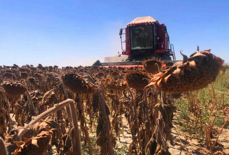 Konya Ovası’nda 640 bin dekarlık alanda ayçiçeği hasadı başladı