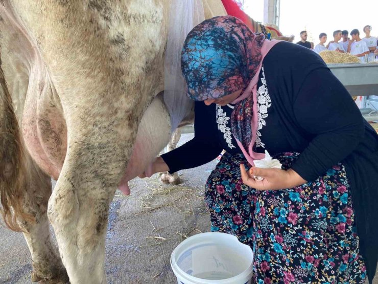 Süt sağma yarışmasında renkli görüntüler yaşandı