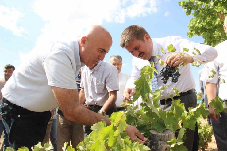 Karaman’da coğrafi işaretli kara elmasın hasadı başladı