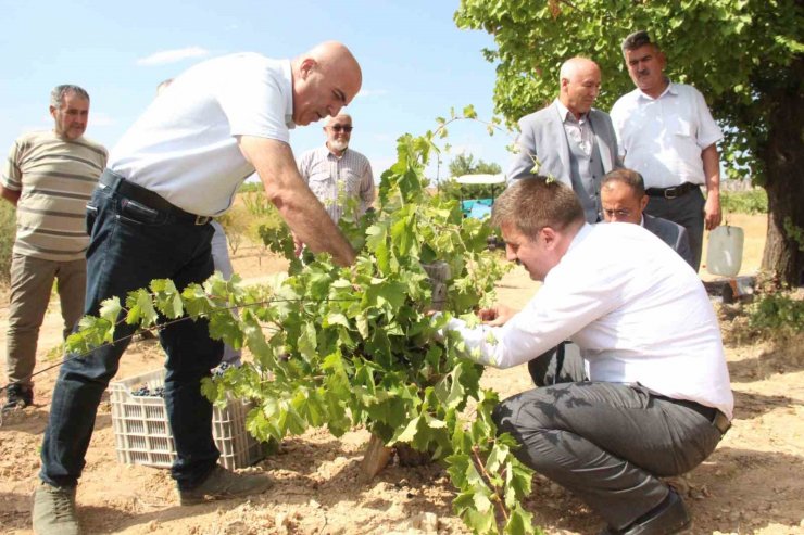 Karaman’da coğrafi işaretli kara elmasın hasadı başladı