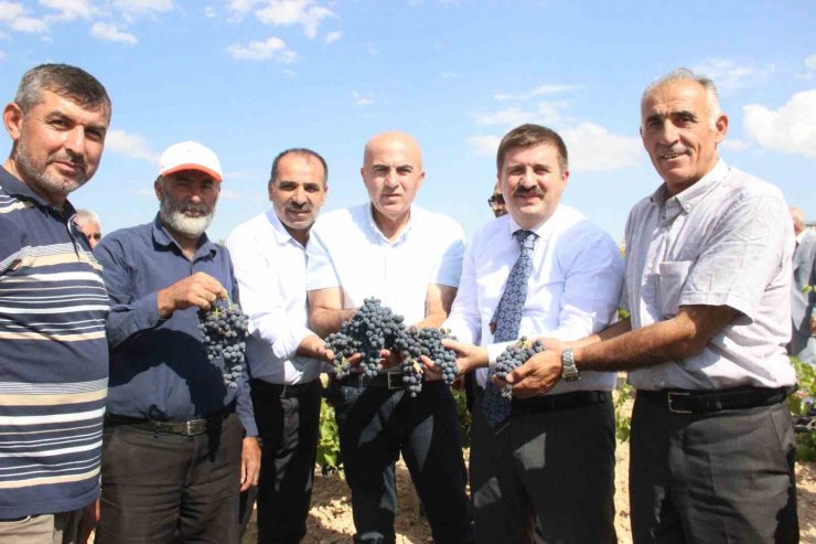 Karaman’da coğrafi işaretli kara elmasın hasadı başladı