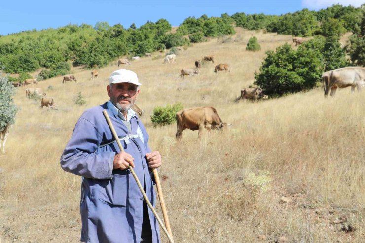 30 bin TL maaşla çoban bulamayınca çözümü nöbetleşmekte buldular