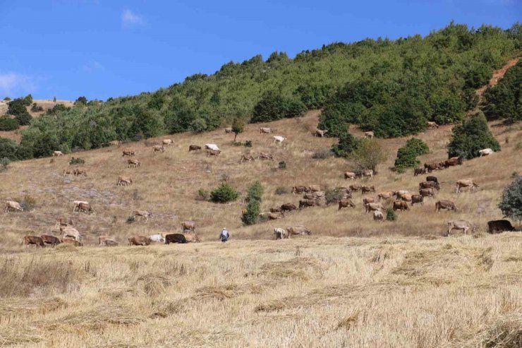 30 bin TL maaşla çoban bulamayınca çözümü nöbetleşmekte buldular