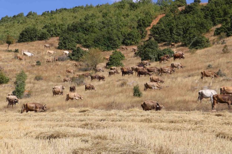 30 bin TL maaşla çoban bulamayınca çözümü nöbetleşmekte buldular