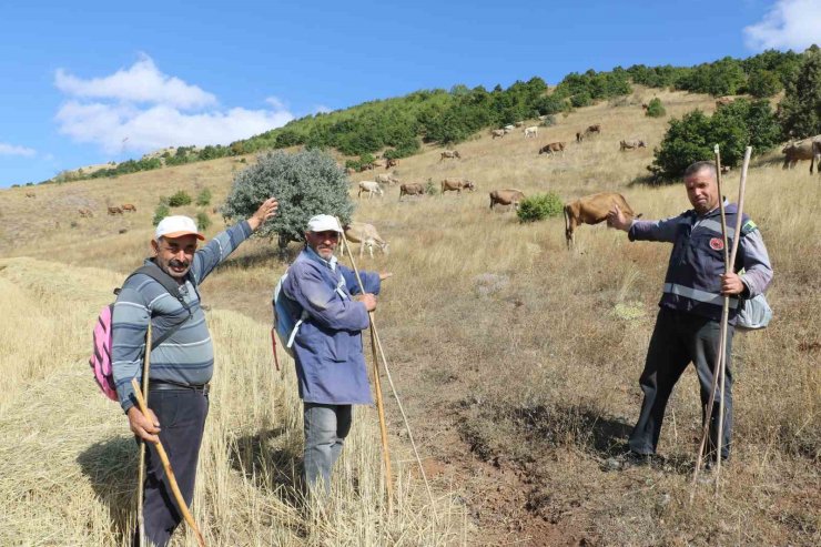 30 bin TL maaşla çoban bulamayınca çözümü nöbetleşmekte buldular