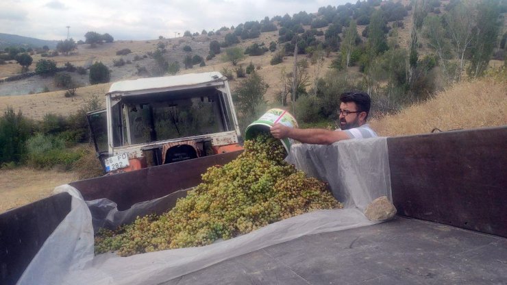 Yozgat’ta bağ bozumu başladı